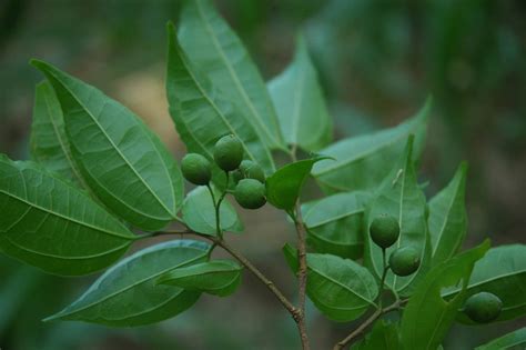 ziziphus talanae